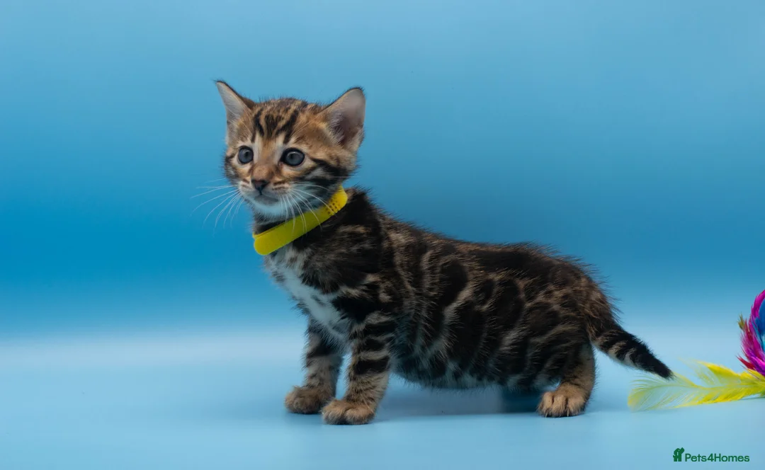 Bengal cats for sale: TICA Registered Bengal Kittens – Truly Magnificent - Advert 5