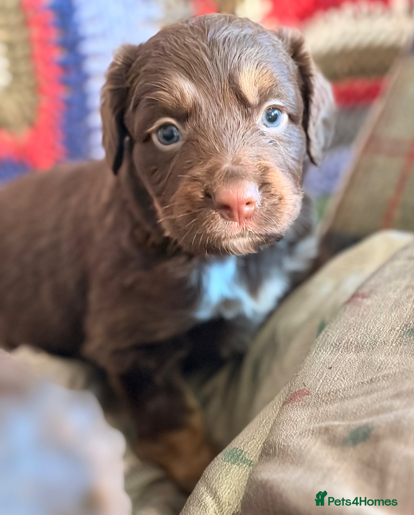 Cocker Spaniel dogs STUNNING WORKING COCKER SPANIEL PUPS.  - Advert 2