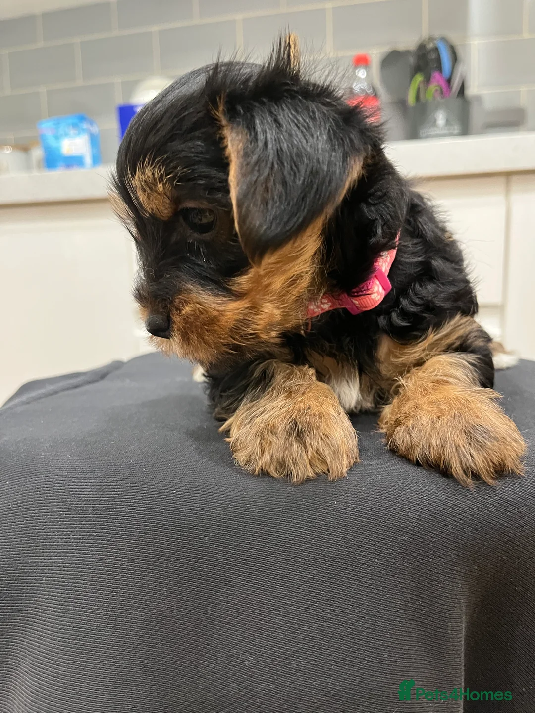Yorkshire Terrier dogs for sale: READY NOW !! MINI YORKSHIRE TERRIERS FOR SALE - Advert 22