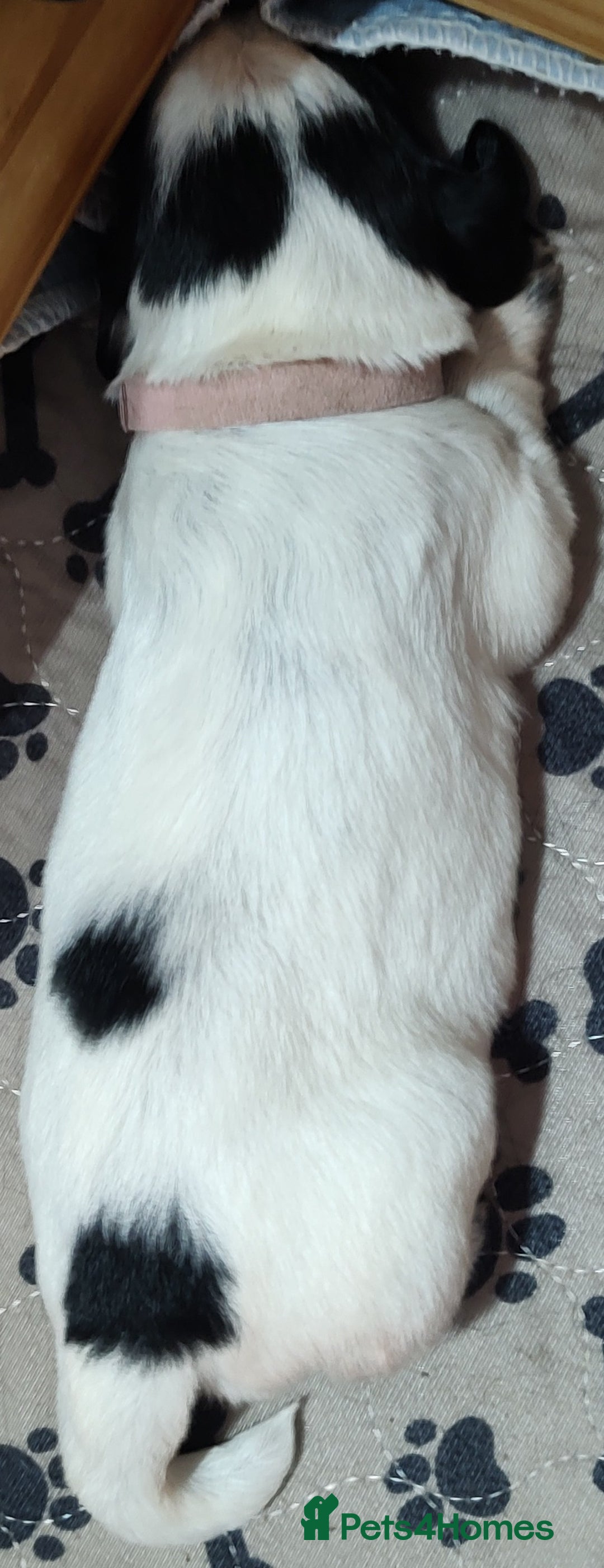Sprocker dogs for sale: STRIKING SPROCKER SPANIEL PUPPIES  - Image 30