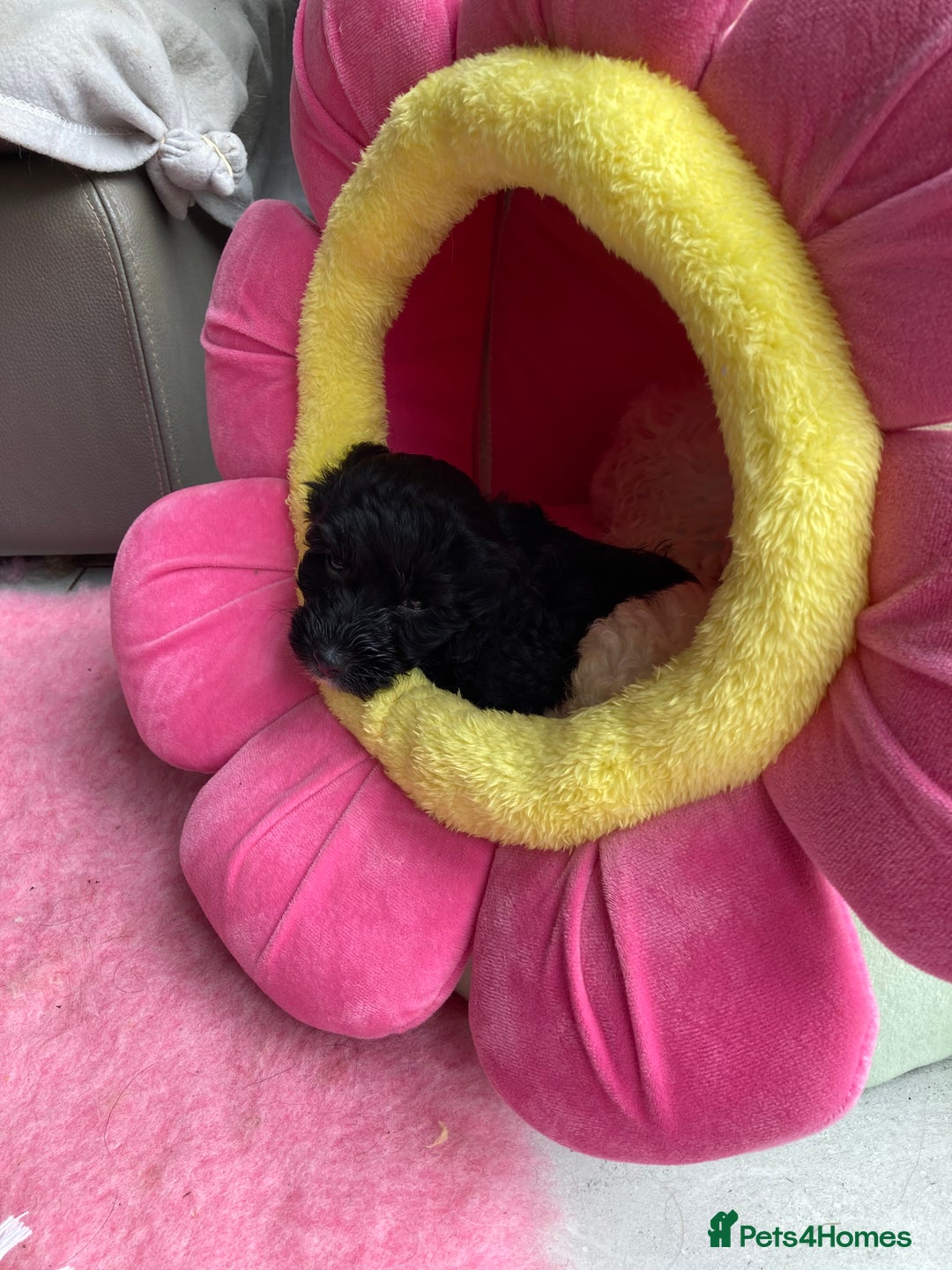 Cavapoo dogs for sale: Miniature poodle x cavapoo  - Image 11