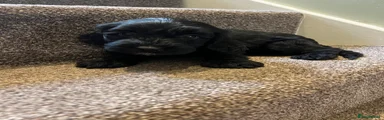 Cockapoo 4