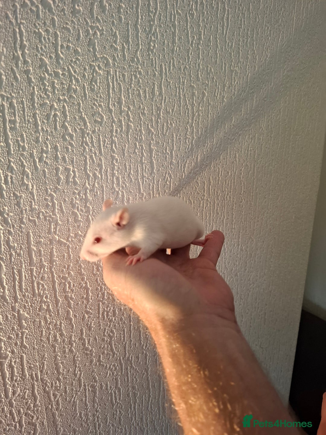 Rat rodents for sale: BABY RATS  - Advert 6