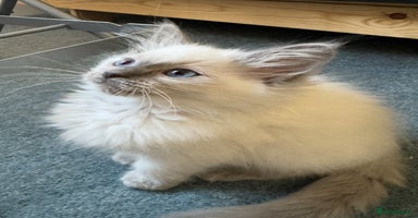 Ragdoll cats - Advert 13