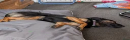 Mixed Breed dogs for sale: KitKat  in Bolton - Advert 3