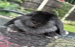 Mini Lop rabbits for sale: 2 stunning young does  - Image 2