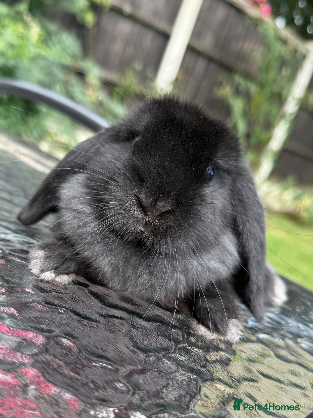 Mini Lop rabbits for sale: 2 stunning young does  - Image 2