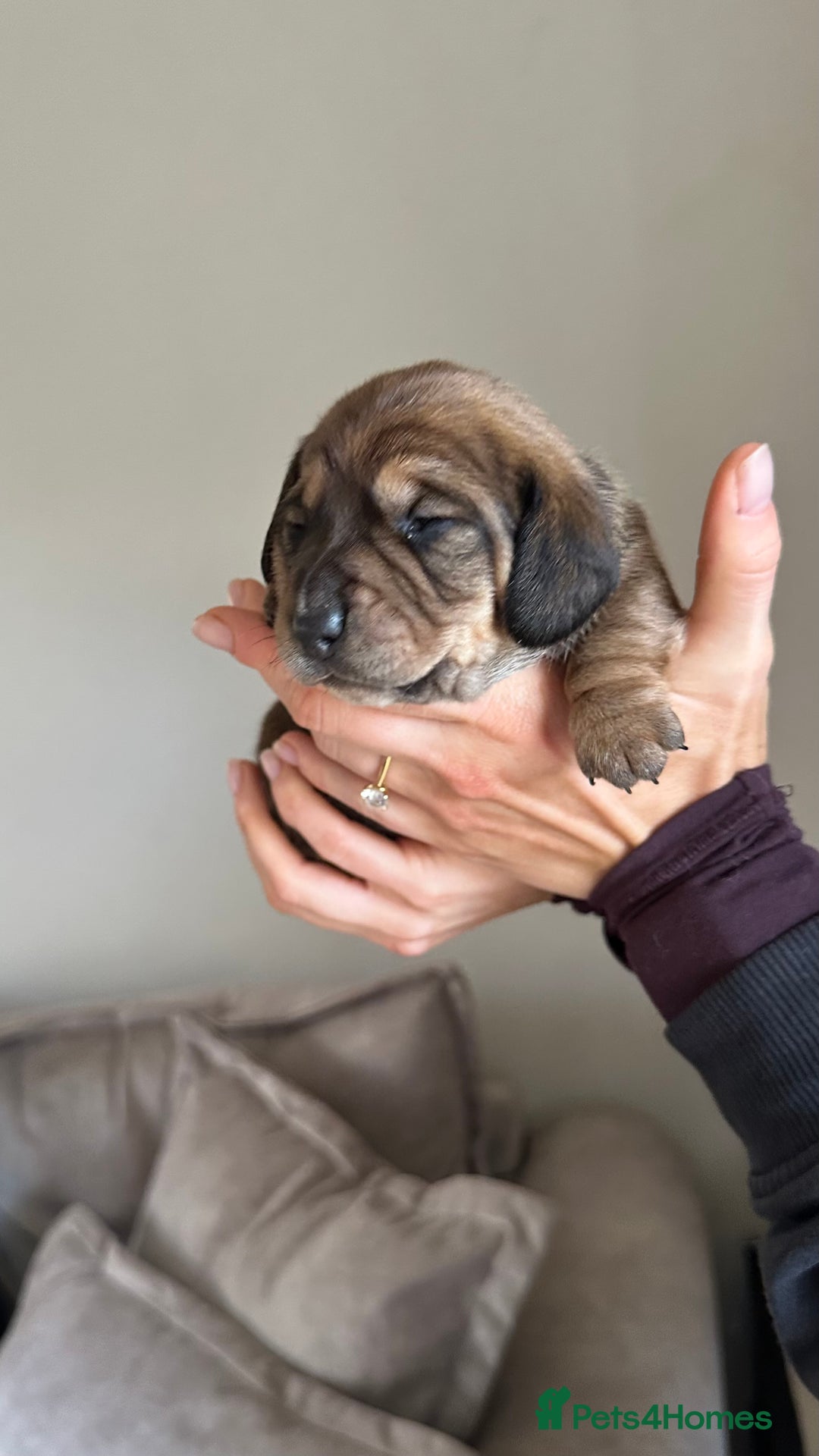 Miniature Dachshund dogs for sale: 5 beautiful miniature Daschund puppies  - Advert 17