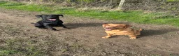 Labrador Retriever dogs for sale: Stunning Labrador puppies  - Advert 12