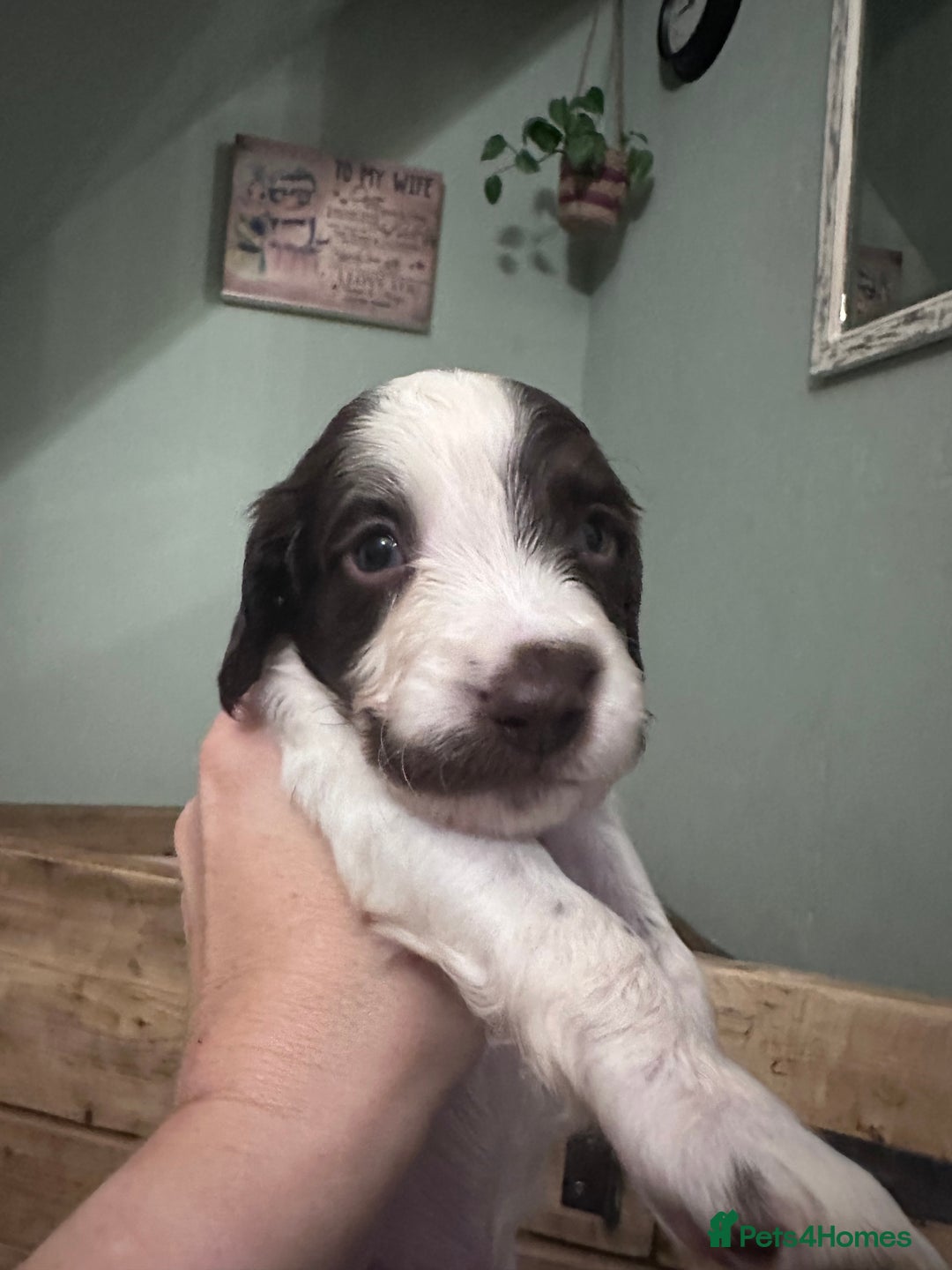 English Springer Spaniel dogs for sale: English working Springer Spaniel puppies for sale  - Image 20