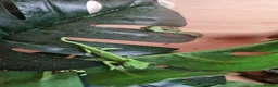 Chameleon reptiles for sale: CHAMELEONS 2 FEMALES LEFT - Advert 6