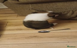 Border Collie dogs for sale: My babies  - Image 22