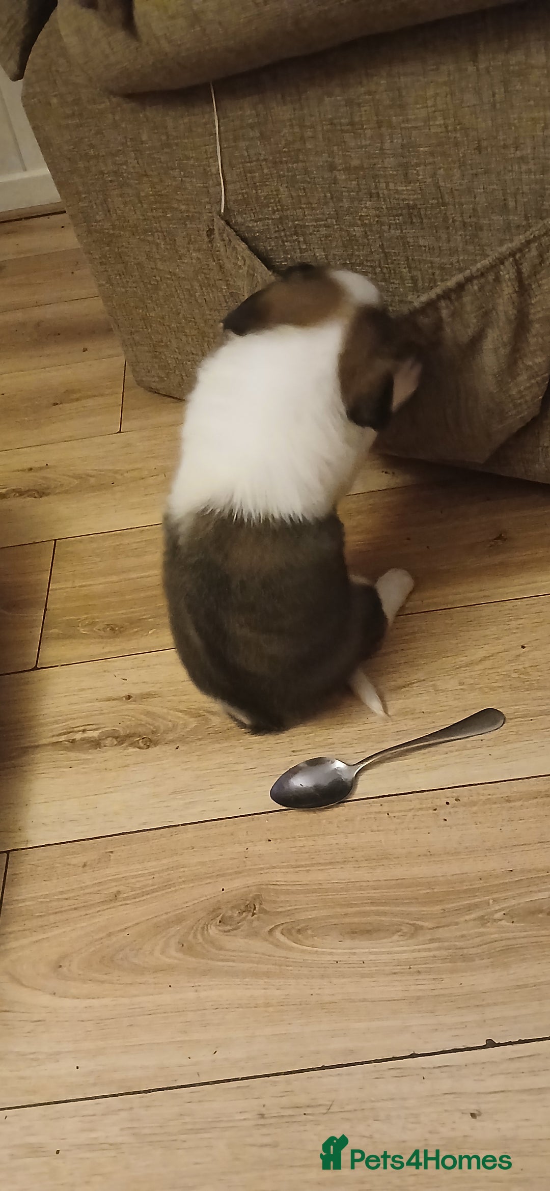 Border Collie dogs for sale: My babies  - Image 22