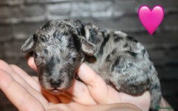 Cockapoo dogs for sale: Health tested Asian toy Cockapoo puppies  - Image 14