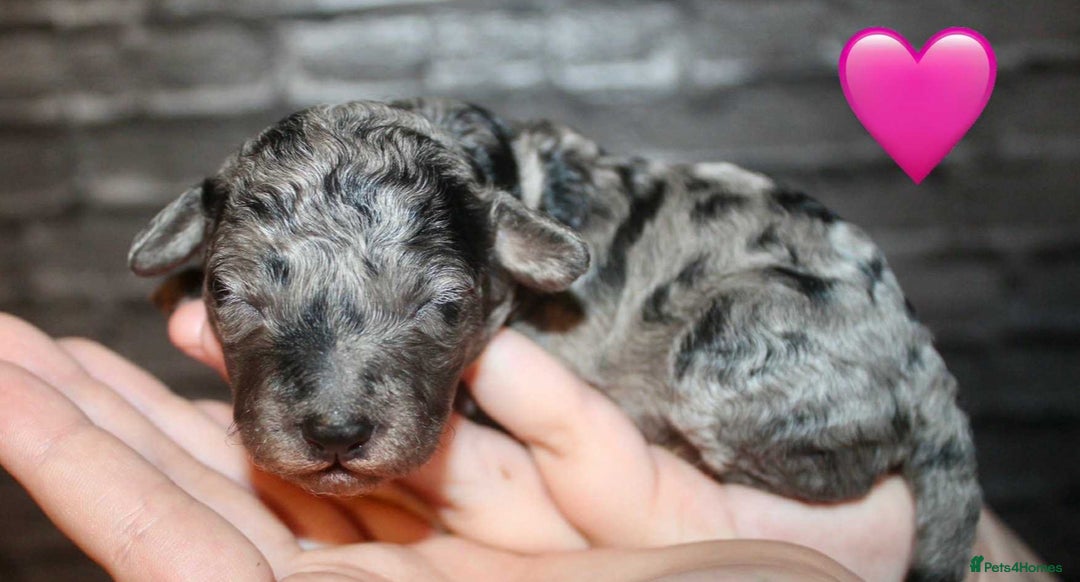 Cockapoo dogs for sale: Health tested Asian toy Cockapoo puppies  - Image 14