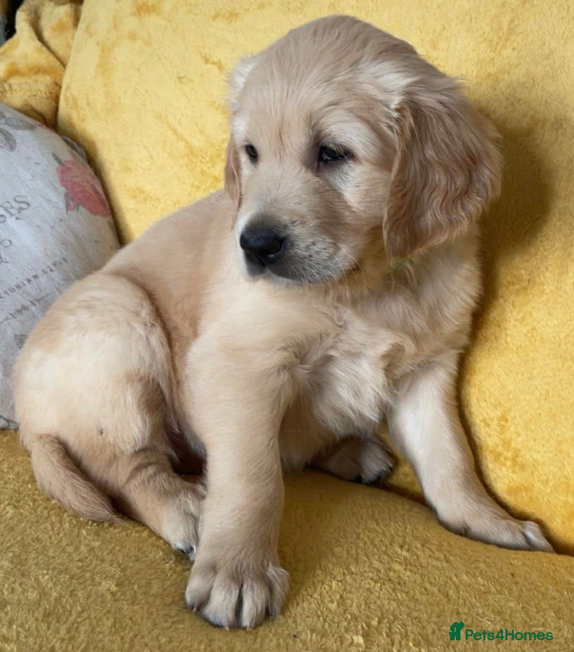 Golden Retriever dogs KC working line golden retrievers  - Advert 2