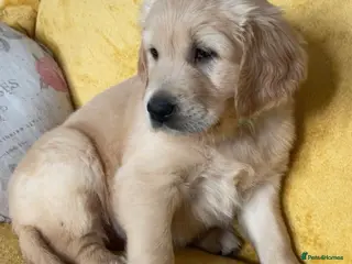 Golden Retriever dogs KC working line golden retrievers - Advert 2