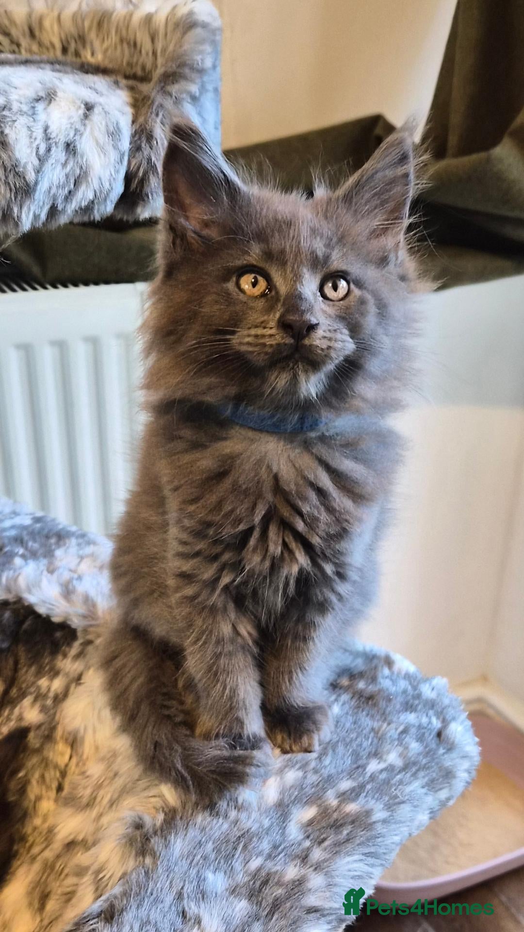Maine Coon cats Maine coon pedigree kittens  - Advert 1