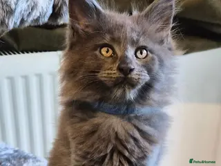 Maine Coon cats Maine coon pedigree kittens - Advert 1
