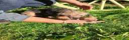 Border Terrier dogs for sale: 2 border terrier puppies for sale  - Advert 11