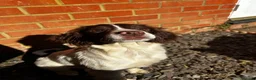 English Springer Spaniel dogs for sale: English Springer Spaniel – Female – 8 Months Old in Ipswich - Advert 3