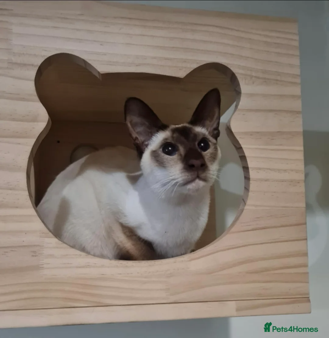 Siamese cats for sale: Oscar - Advert 1