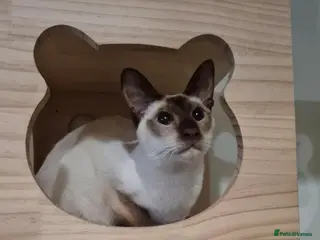 Siamese cats Oscar - Advert 1