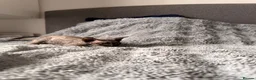 Sphynx cats for sale: 😍 Lovely SPHYNX Kitten 😍 - Advert 8