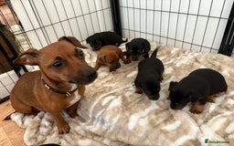 Jack Russell dogs for sale: Miniature jack Russell puppies - Image 4