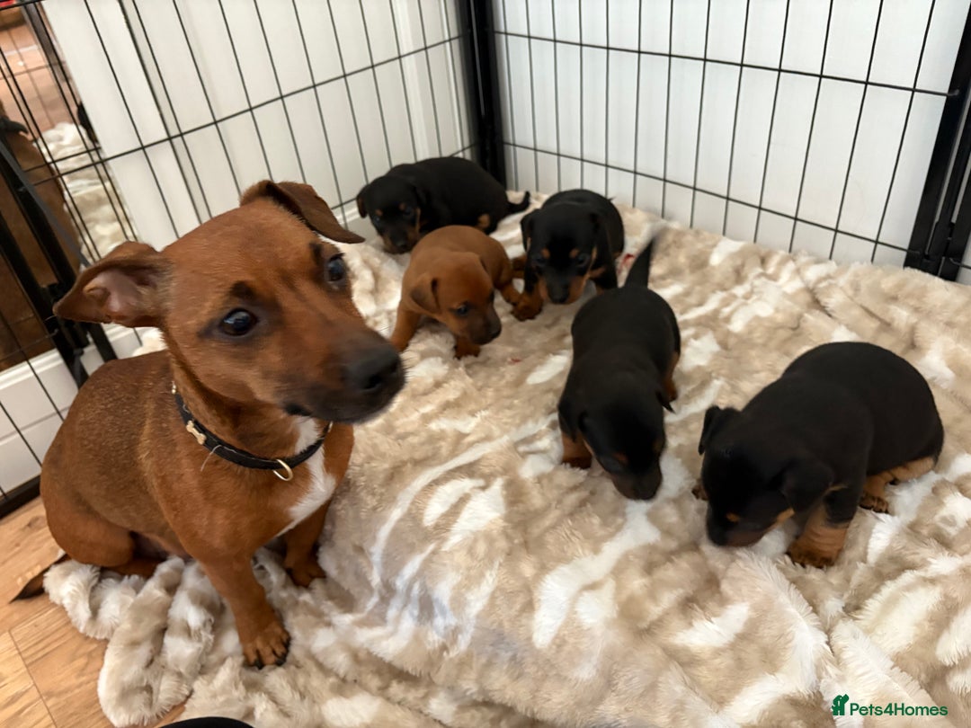 Jack Russell dogs for sale: Miniature jack Russell puppies - Image 4