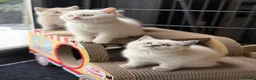 British Shorthair cats for sale: British shorthair kittens 😺 - Advert 14