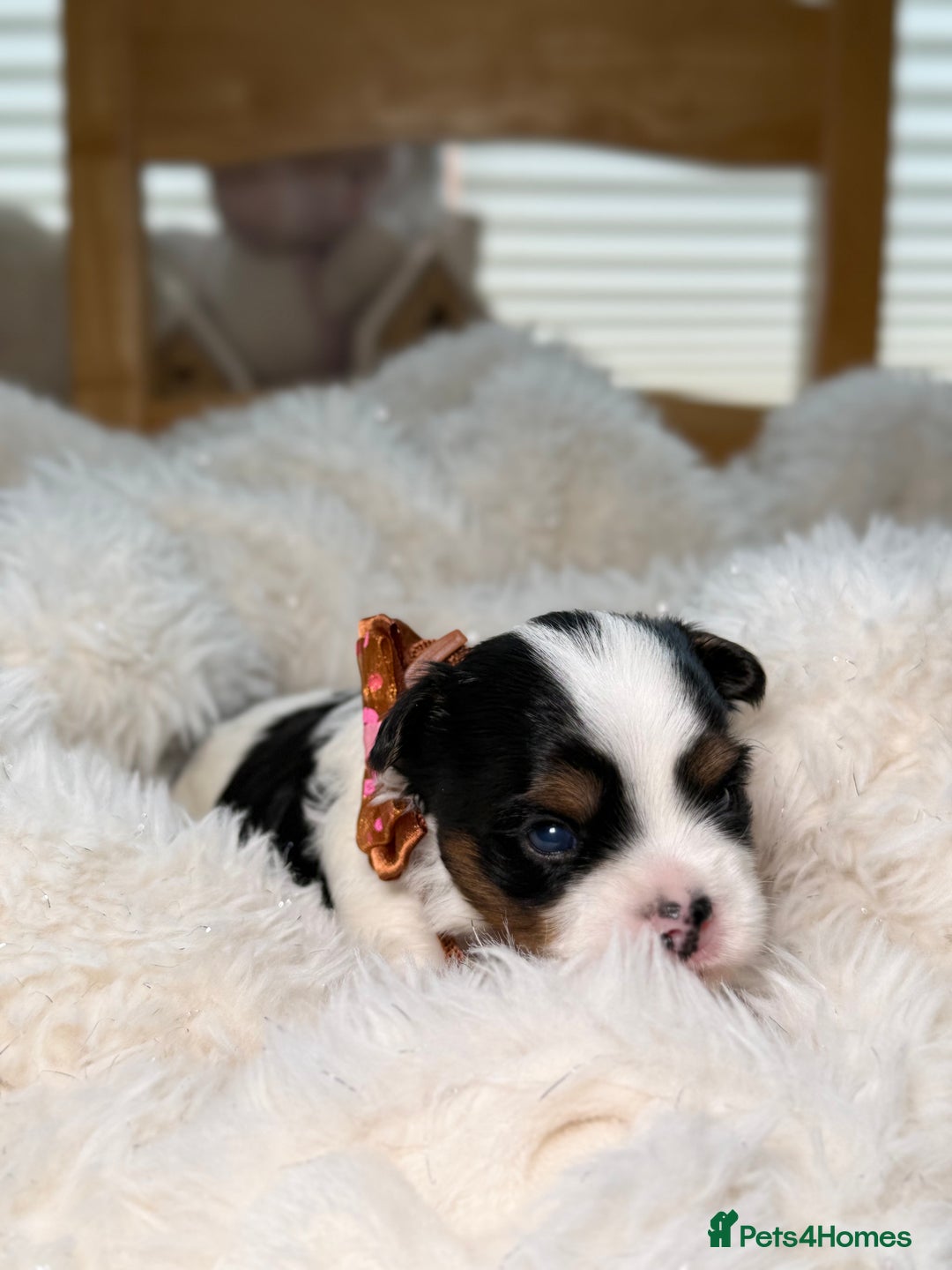 Yorkshire Terrier dogs for sale: BIEWER YORKIE PUPPIES 4 Available Licensed Breeder - Advert 23