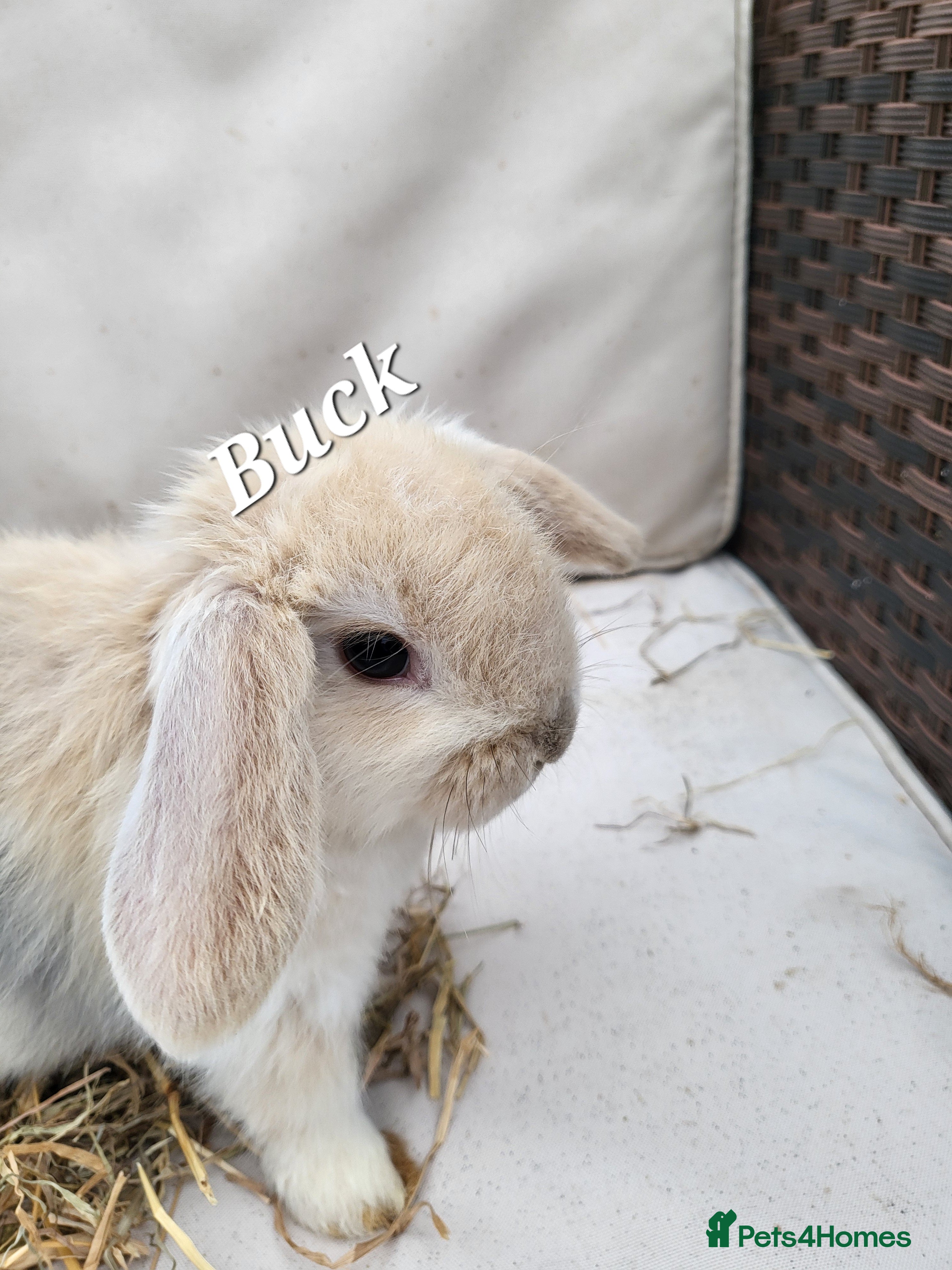 Mini Lop rabbits  Mini-Lop Rabbits – Ready for Loving Homes 7th Feb - Advert 1