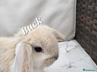 Mini Lop rabbits Mini-Lop Rabbits – Ready for Loving Homes 7th Feb - Advert 5