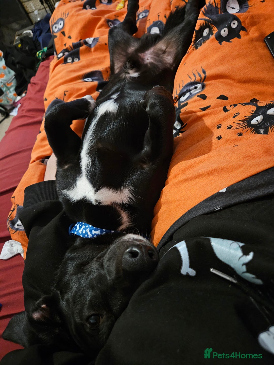 Mixed Breed dogs for sale: 5* home - Advert 3