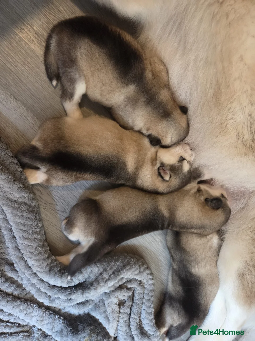 Alaskan Malamute dogs for sale: Pedigree Alaskan Malamute puppies  - Advert 11