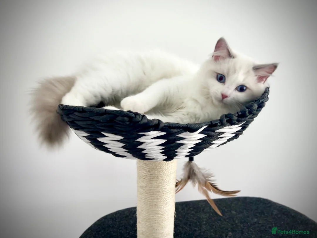 Ragdoll cats for sale: Only one kitten left! Don’t miss out! - Advert 2