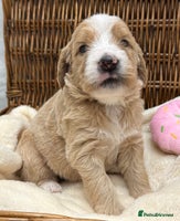 Double Doodle dogs - Advert 3