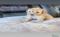 Labradoodle dogs for sale: HEALTH TESTED F1b Miniature labradoodle for SALE - Image 17