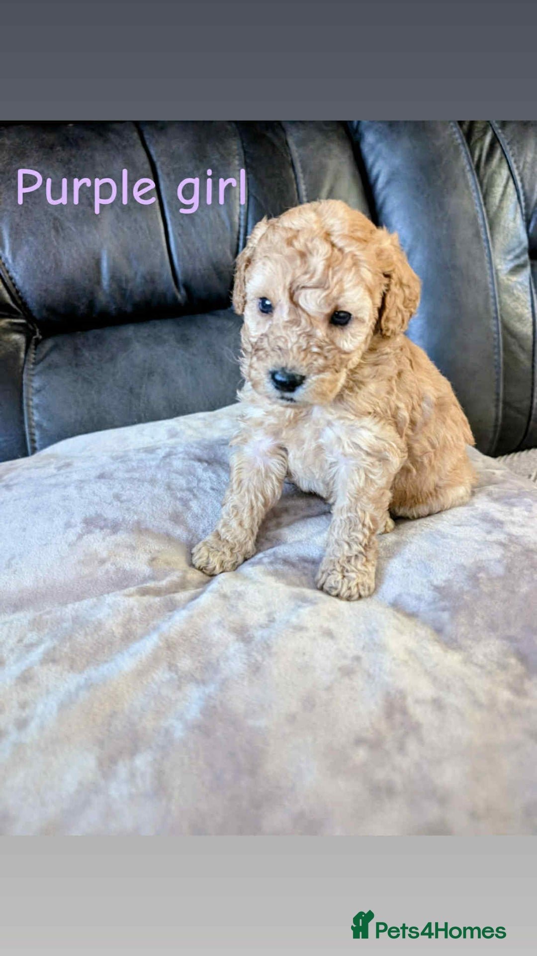 Labradoodle dogs for sale: HEALTH TESTED F1b Miniature labradoodle for SALE - Image 17