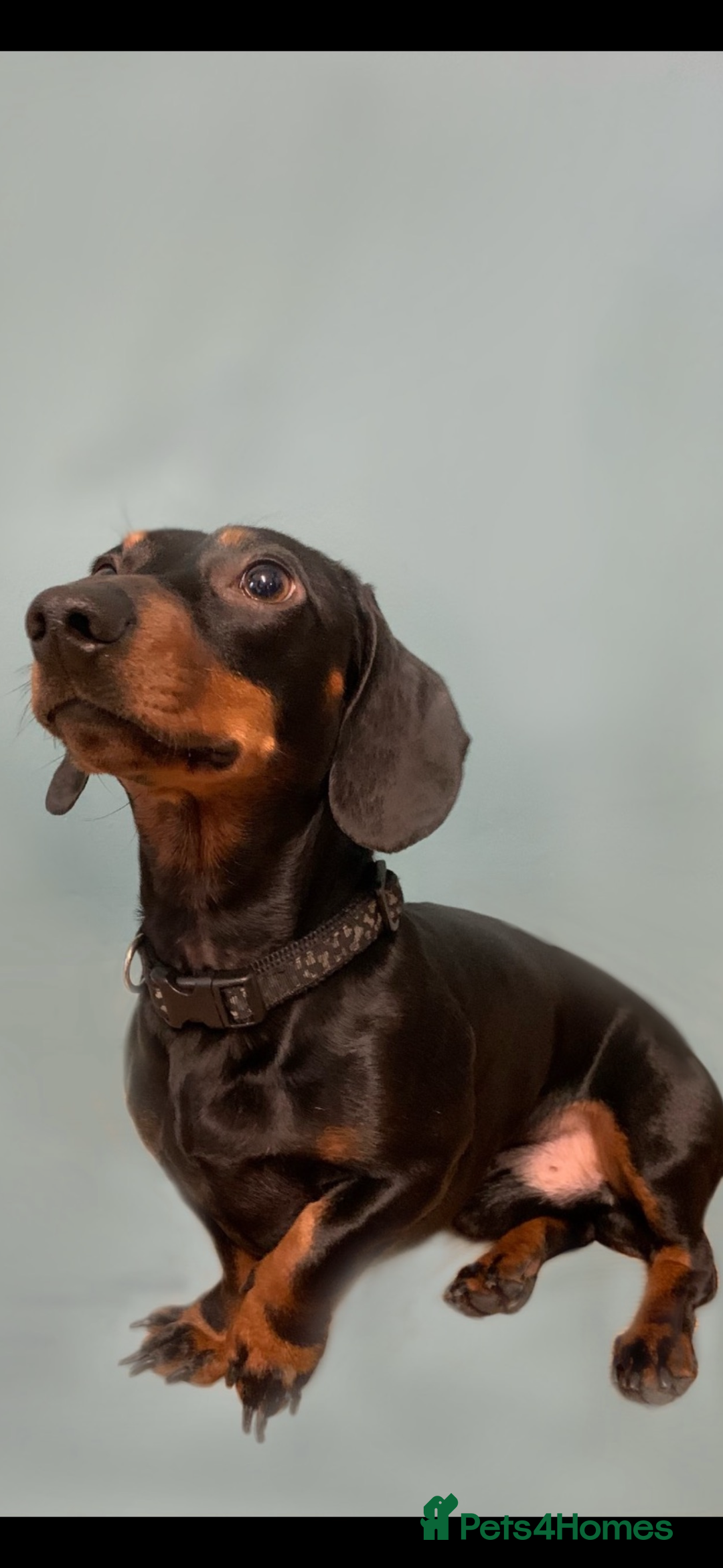 Dachshund dogs for stud: Dachshund for stud  in Heywood - Image 2