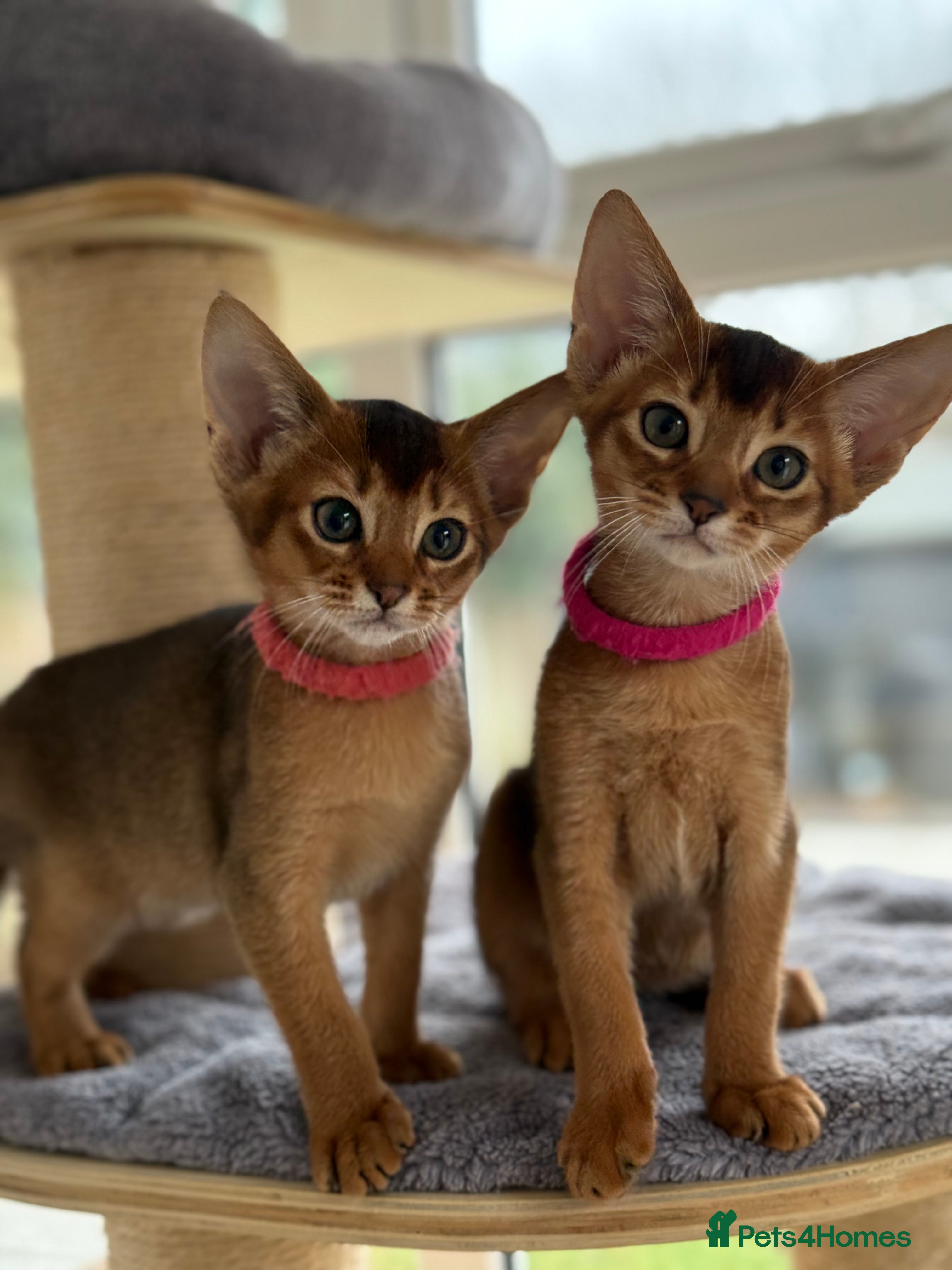 Abyssinian cats Champions parents kittens GCCF registered  - Advert 5