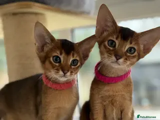 Abyssinian cats Champions parents kittens GCCF registered - Advert 5