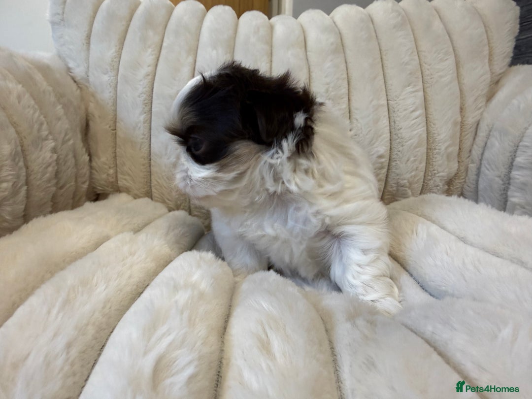 Shih Tzu dogs for sale: Exquisite Imperial Shih Tzu Puppies  - Image 9