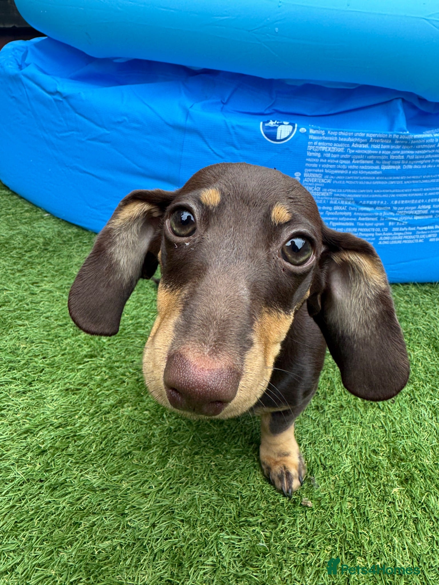Miniature Dachshund dogs 7 months old female - Advert 1