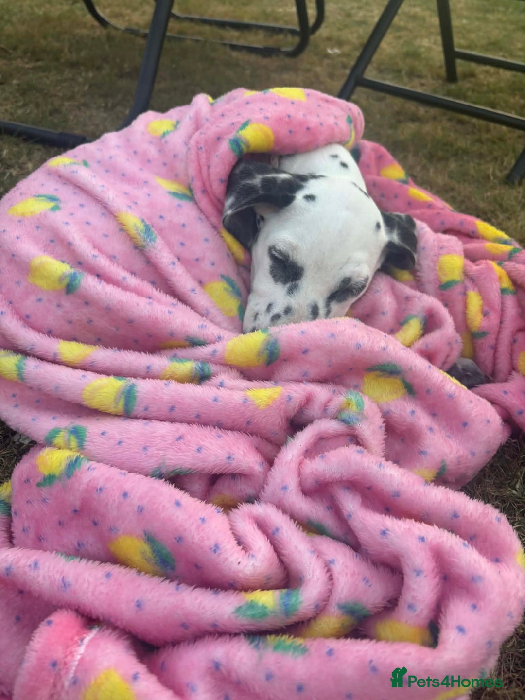 Dalmatian dogs for sale: Dalmatian female  - Advert 3