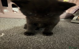 Mixed Breed cats for sale: Maine coon/ BomBay kittens  - Image 7