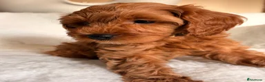 Cavapoo 4 Mrs Yellow