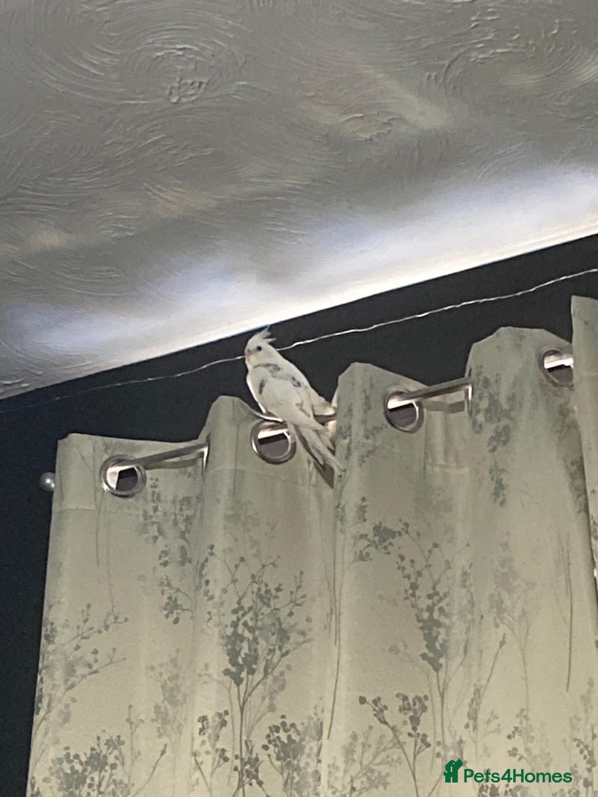 Cockatiels birds Female cockatiel - Advert 9