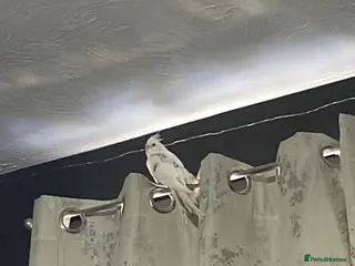 Cockatiels birds Female cockatiel - Advert 9